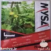 فروش توزیع خیار سبا بذر خوب در یزد در گروه خرید و فروش بذر خیار در یکمیوه