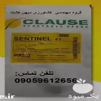 بذر ذرت سوپرشیرین سنتینل کلوزF 1 در گروه خرید و فروش بذر ذرت در یکمیوه