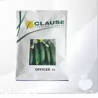 قیمت خرید بذر خیار آفیسر در ارومیه در گروه خرید و فروش بذر خیار در یکمیوه