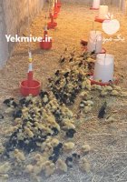 آگهی مشابه پیش فروش اردک گوشتی نژاد دورگه در ری  در گروه مرغ و خروس و بوقلمون و اردک قو قاز در یکمیوه