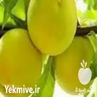 فروش نهال هلو سبز در ارومیه در گروه خرید و فروش نهال در یکمیوه