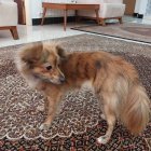 سگ پامر اشپیتز در تهران در گروه سگ و گربه در یکمیوه