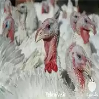 فروش جوجه گوشتی در سراسر کشور در تهران در گروه مرغ و خروس و بوقلمون و اردک قو قاز در یکمیوه