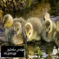 فروش جوجه غاز دو رگه در اردبیل در گروه مرغ و خروس و بوقلمون و اردک قو قاز در یکمیوه