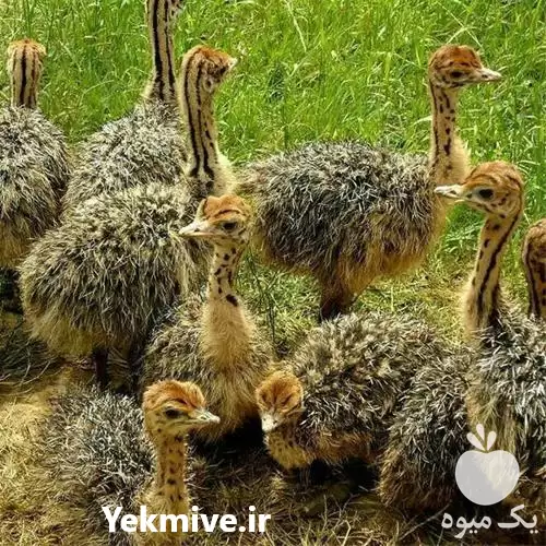 فروش جوجه شتر مرغ پروش شتر در تهران در گروه مرغ و خروس و بوقلمون و اردک قو قاز در یکمیوه -عکس1