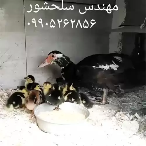 فروش جوجه اردک مسکویی در هرمز در گروه مرغ و خروس و بوقلمون و اردک قو قاز در یکمیوه -عکس1