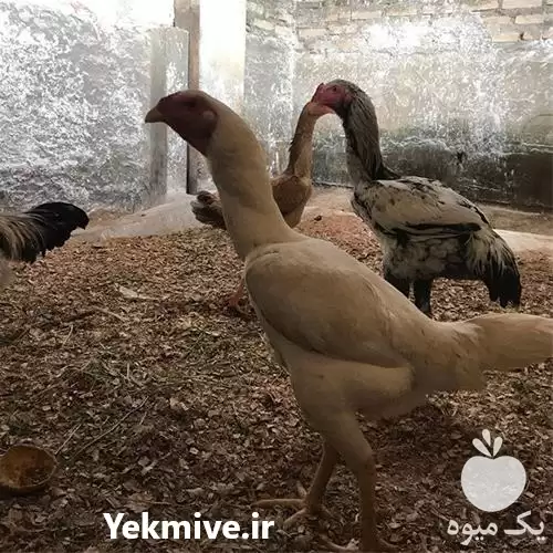 فروش تخم نطفه دار مرغ زینتی در تبریز در گروه انواع تخم ها در یکمیوه -عکس1