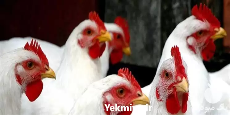فروش ویژه مرغ تخم گذار ال در گروه مرغ و خروس و بوقلمون و اردک قو قاز در یکمیوه -عکس1