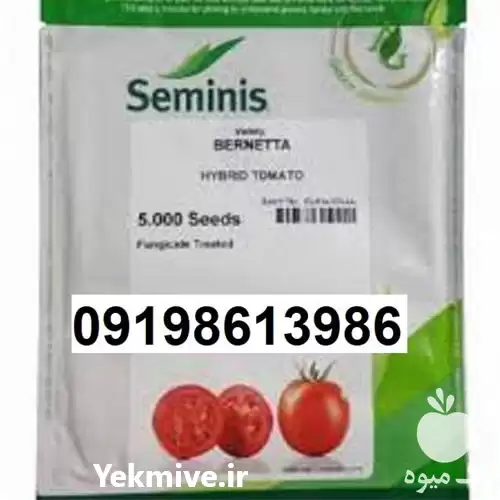 قیمت خرید عمده گوجه فرنگی برنتا در قزوین در گروه خرید و فروش بذر گوجه در یکمیوه -عکس1