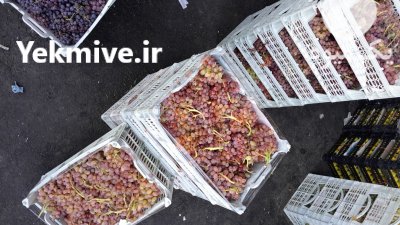 حق العمل کاری میدان تره بار در گروه بارفروشی محصولات کشاورزی در یکمیوه -عکس1