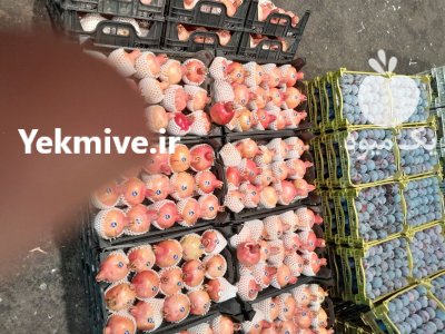 حق العمل کاری میدان تره بار در گروه بارفروشی محصولات کشاورزی در یکمیوه -عکس2