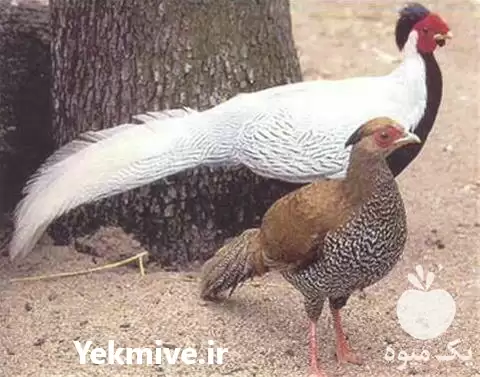 فروش انواع تخم نطفه دار قرقاول در قم در گروه انواع تخم ها در یکمیوه -عکس1