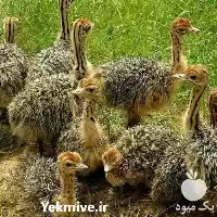 فروش جوجه شتر مرغ پروش شتر در تهران در گروه مرغ و خروس و بوقلمون و اردک قو قاز در یکمیوه