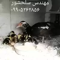 فروش جوجه اردک مسکویی در هرمز در گروه مرغ و خروس و بوقلمون و اردک قو قاز در یکمیوه