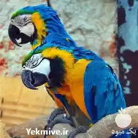 فروش تخم نطفه دار طوطی سانان در رشت در گروه انواع تخم ها در یکمیوه