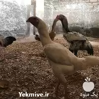 فروش تخم نطفه دار مرغ زینتی در تبریز در گروه انواع تخم ها در یکمیوه