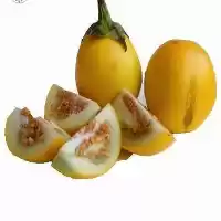 فروش بذر بادمجان زینتی در گروه خرید و فروش بذر بادمجان در یکمیوه