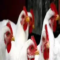 فروش ویژه مرغ تخم گذار ال در گروه مرغ و خروس و بوقلمون و اردک قو قاز در یکمیوه