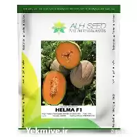 فروش بذر خربزه هلما F 1 در مشهد در گروه خرید و فروش بذر خربزه در یکمیوه
