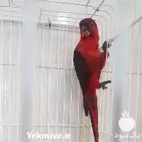 قیمت خرید تخم نطفه دار کاسکو در همدان در گروه انواع تخم ها در یکمیوه