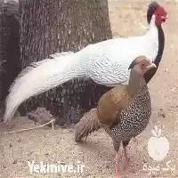 فروش انواع تخم نطفه دار قرقاول در قم در گروه انواع تخم ها در یکمیوه