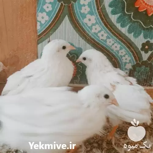 فروش تخم نطفه دار مرغ زینتی در رشت در گروه انواع تخم ها در یکمیوه -عکس1