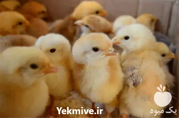 قیمت خرید پخش جوجه مرغ در هرمز در گروه مرغ و خروس و بوقلمون و اردک قو قاز در یکمیوه -عکس1