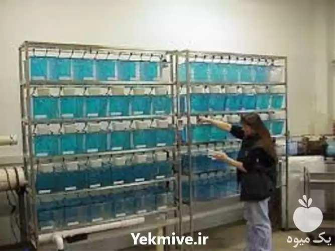 آموزش پرورش ماهی زینتی با اعطای در تهران در گروه دوره آموزش کشاورزی در یکمیوه -عکس1