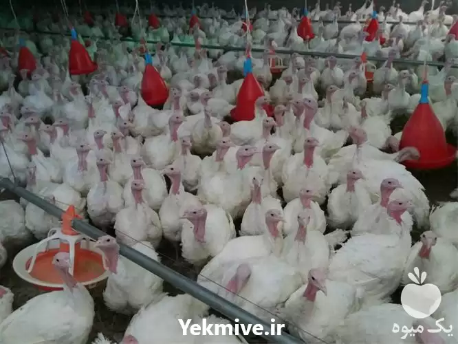 فروش قیمت جوجه بوقلمون یک ماهه در گروه مرغ و خروس و بوقلمون و اردک قو قاز در یکمیوه -عکس1