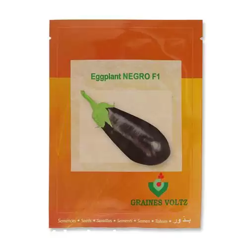 فروش توزیع بذر بادمجان قلمی نگرو در ارومیه در گروه خرید و فروش بذر بادمجان در یکمیوه -عکس1