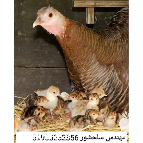 قیمت خرید بوقلمون بومی در سنندج در گروه مرغ و خروس و بوقلمون و اردک قو قاز در یکمیوه -عکس1