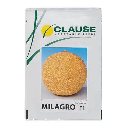 فروش بذر ملون هیبرید میلاگرو در تهران در گروه خرید و فروش بذر خربزه در یکمیوه -عکس1