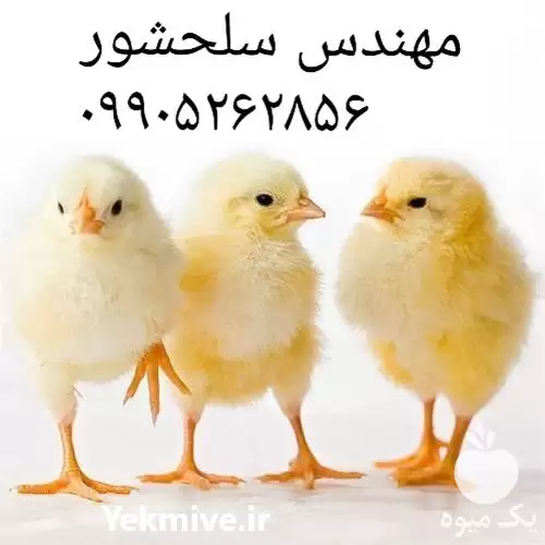 قیمت خرید جوجه یکروزه گوشتی در مشهد در گروه مرغ و خروس و بوقلمون و اردک قو قاز در یکمیوه -عکس1