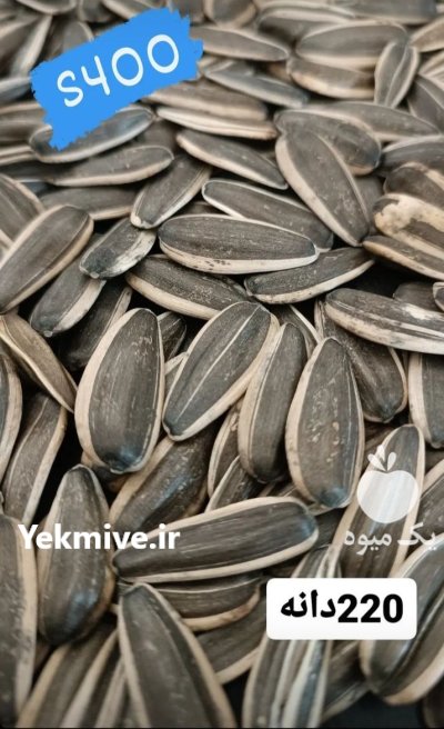 تخمه دور سفید خوی در آذربایجان غربی در گروه انواع تخم ها در یکمیوه -عکس2