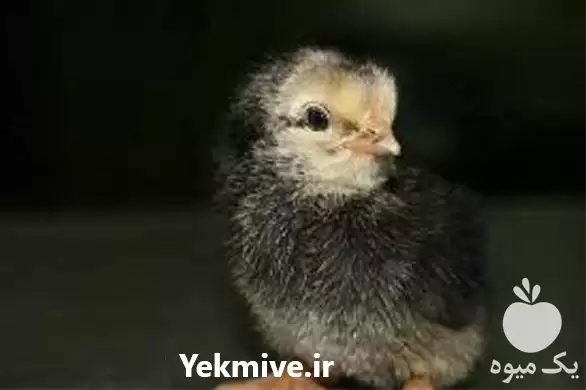 فروش عرضه کننده جوجه مرغ گلپایگانی در قم در گروه مرغ و خروس و بوقلمون و اردک قو قاز در یکمیوه -عکس1