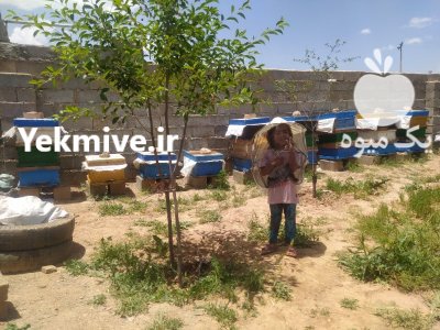 فروش عسل طبیعی و درمانی در زنجان در گروه عسل شیره و فرآورده ی مربا در یکمیوه -عکس2