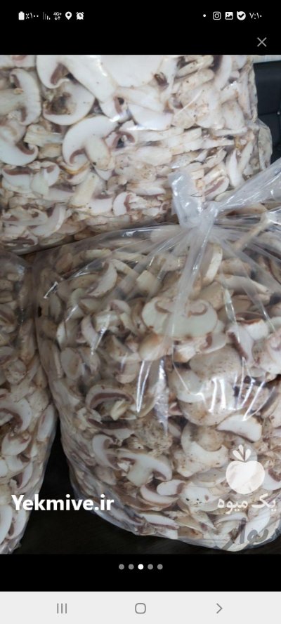 پخش قارچ دکمه ای صدفی ب در گروه خرید و فروش قارچ در یکمیوه -عکس1