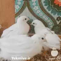 فروش تخم نطفه دار مرغ زینتی در رشت در گروه انواع تخم ها در یکمیوه
