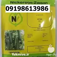 بذر خیار کیهان پرفروش اصل در مشهد در گروه خرید و فروش بذر خیار در یکمیوه