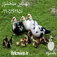 قیمت خرید جوجه اردک روسی در رشت در گروه مرغ و خروس و بوقلمون و اردک قو قاز در یکمیوه