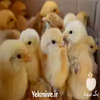 قیمت خرید پخش جوجه مرغ در هرمز در گروه مرغ و خروس و بوقلمون و اردک قو قاز در یکمیوه
