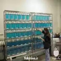 آموزش پرورش ماهی زینتی با اعطای در تهران در گروه دوره آموزش کشاورزی در یکمیوه