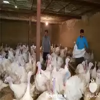 قیمت خرید عرضه بوقلمون پرورشی در قم در گروه مرغ و خروس و بوقلمون و اردک قو قاز در یکمیوه