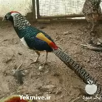 فروش تخم قرقاول نطفه دار در گروه انواع تخم ها در یکمیوه