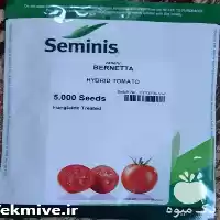 قیمت خرید بذر گوجه فرنگی برنتا در اهواز در گروه خرید و فروش انواع بذر در یکمیوه