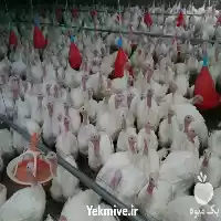 فروش قیمت جوجه بوقلمون یک ماهه در گروه مرغ و خروس و بوقلمون و اردک قو قاز در یکمیوه