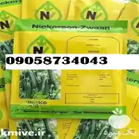 بذر خیار کیهان پر فروش اصل در رشت در گروه خرید و فروش بذر خیار در یکمیوه