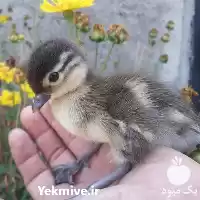 قیمت خرید تخم اردک نطفه دار در تهران در گروه مرغ و خروس و بوقلمون و اردک قو قاز در یکمیوه