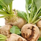 شراکت با خریدن چغندر قند در گروه خرید و فروش چغندر در یکمیوه