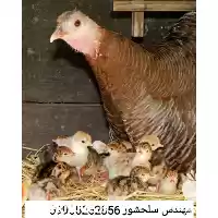 قیمت خرید بوقلمون بومی در سنندج در گروه مرغ و خروس و بوقلمون و اردک قو قاز در یکمیوه